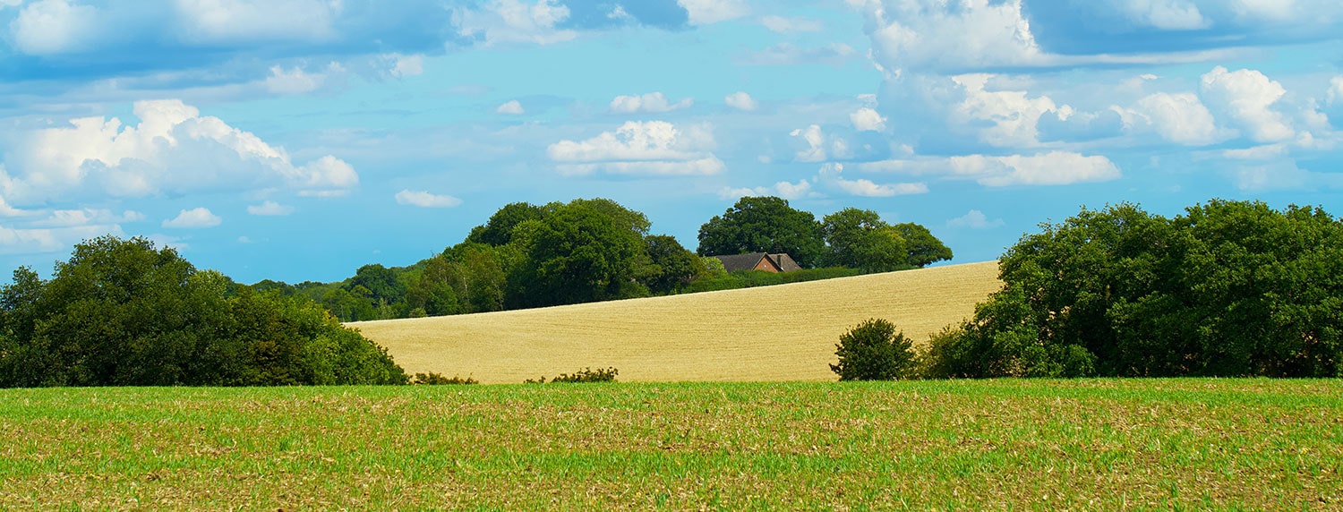 An image of a landscape view of a vibrant field with blue sky.