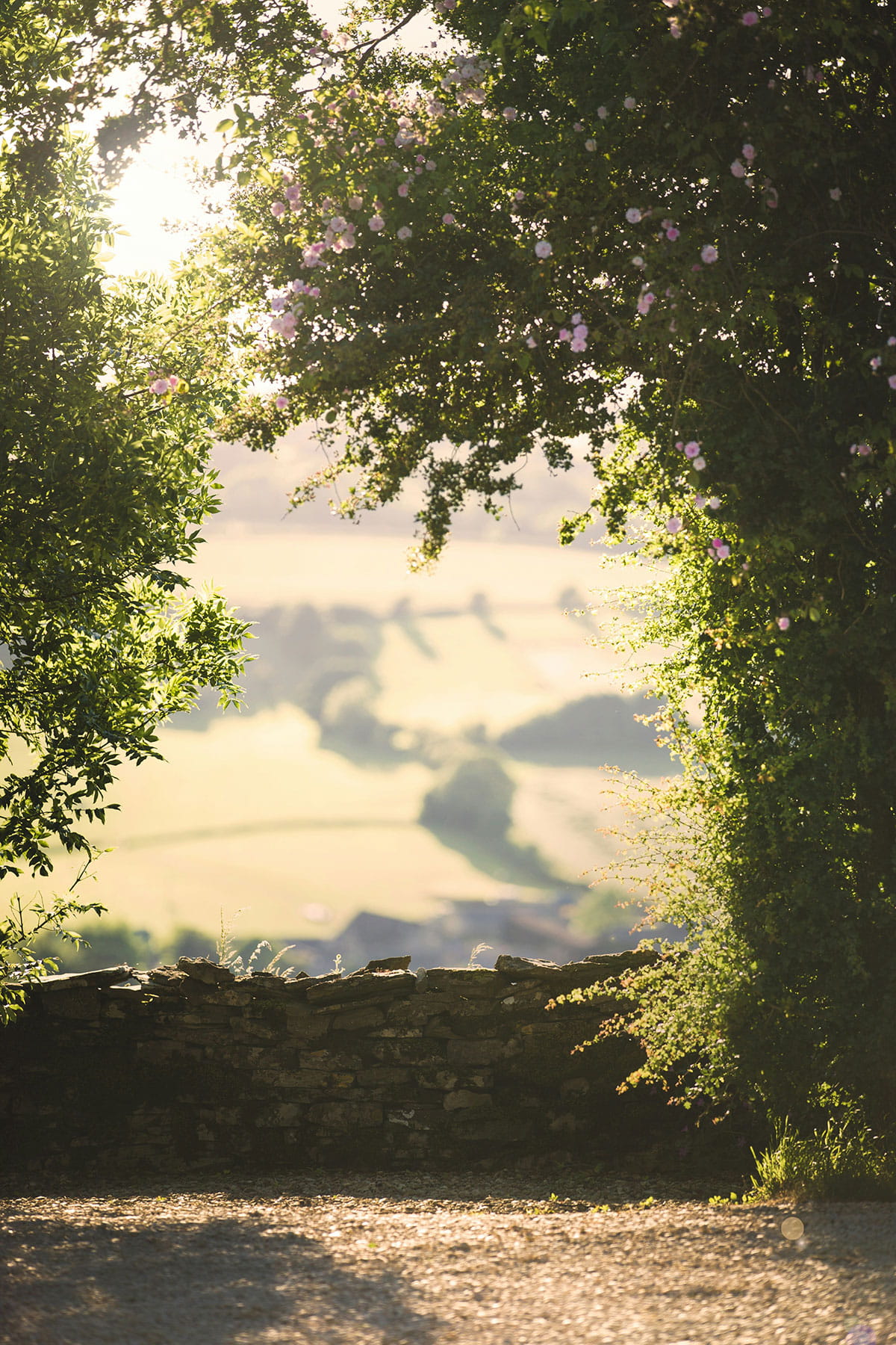 An image of trees.